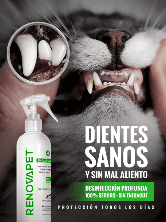 🐾CAT - RENOVAPET 🐱 Adiós Al Sarro 😻