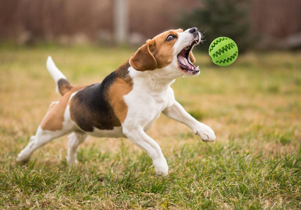 Pelota Limpia Dientes Interactiva