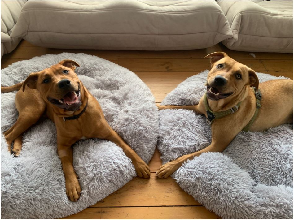 CAMA SUPER SUAVE PARA PERRO Y GATO