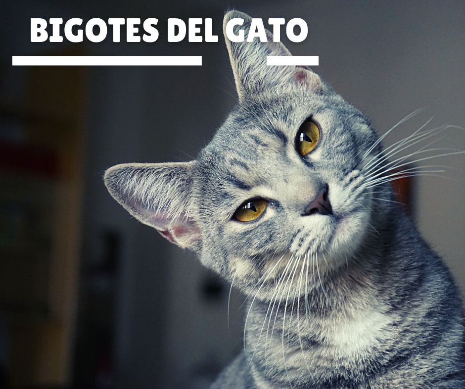 Los Bigotes del gato