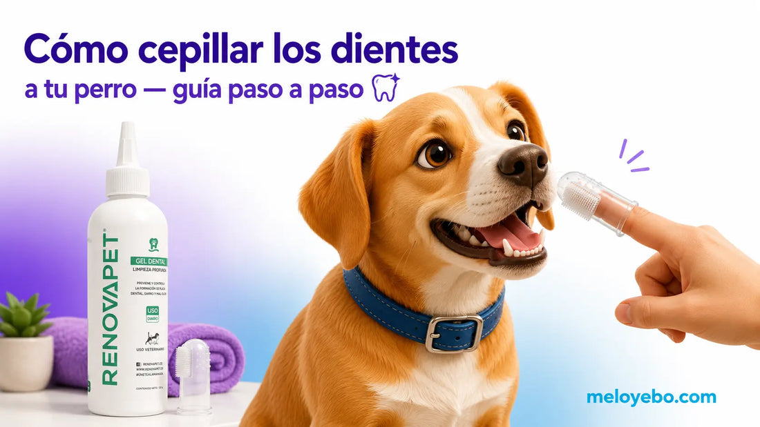 Rocky mostrando cómo cepillar los dientes a un perro con el gel dental RENOVAPET y cepillo de dedo