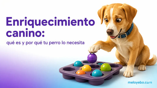 Rocky el perro resolviendo un puzzle casero de enriquecimiento canino