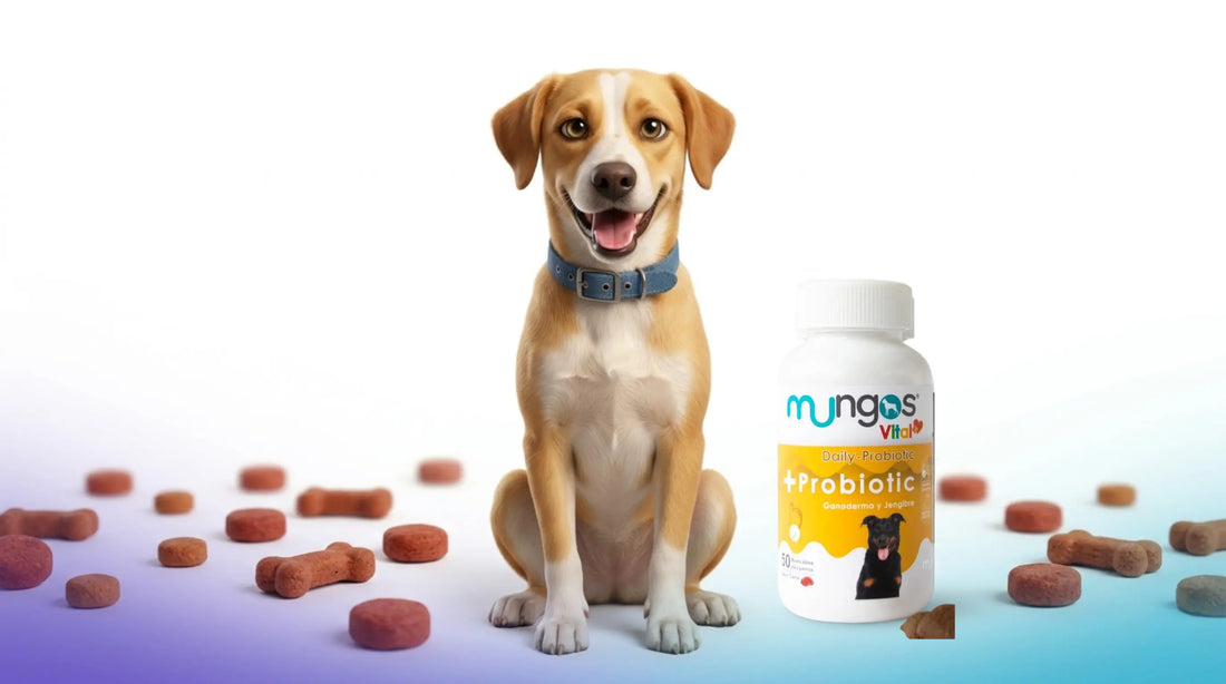 Perro feliz y saludable junto a Mungos Vital Probiotic snacks masticables para perros