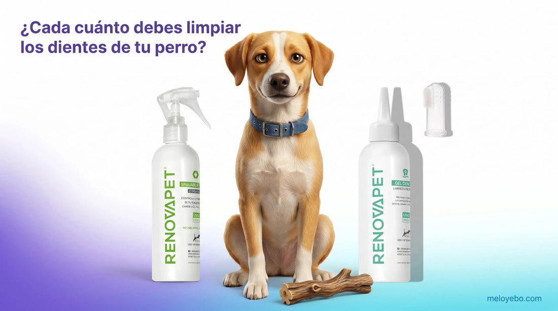 Los tres métodos de limpieza dental para perros: spray, gel con cepillo y palo de café