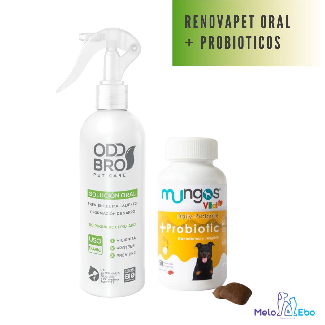 Probióticos para perros - Salud intestinal
