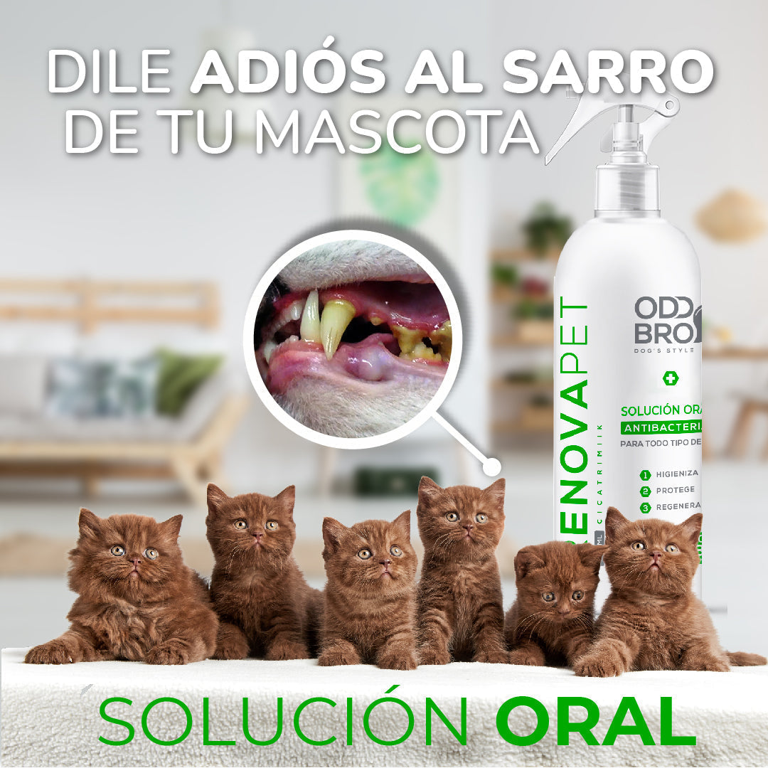 🐾CAT - RENOVAPET  🐱 Adiós Al Sarro 😻